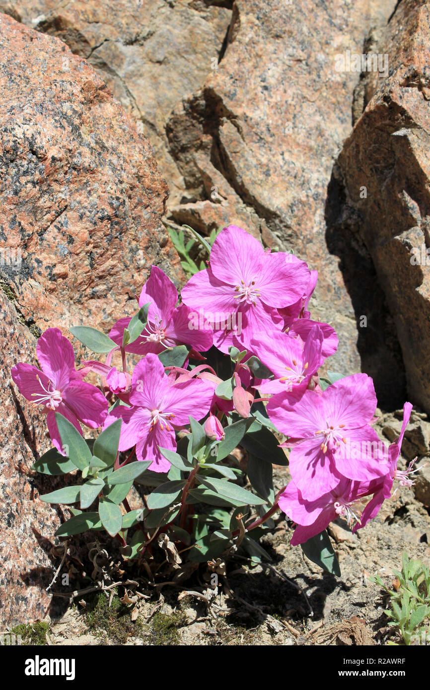 L'épilobe glanduleux alias River Beauty Willowherb Chamerion latifolium (Epilobium latifolium) Banque D'Images