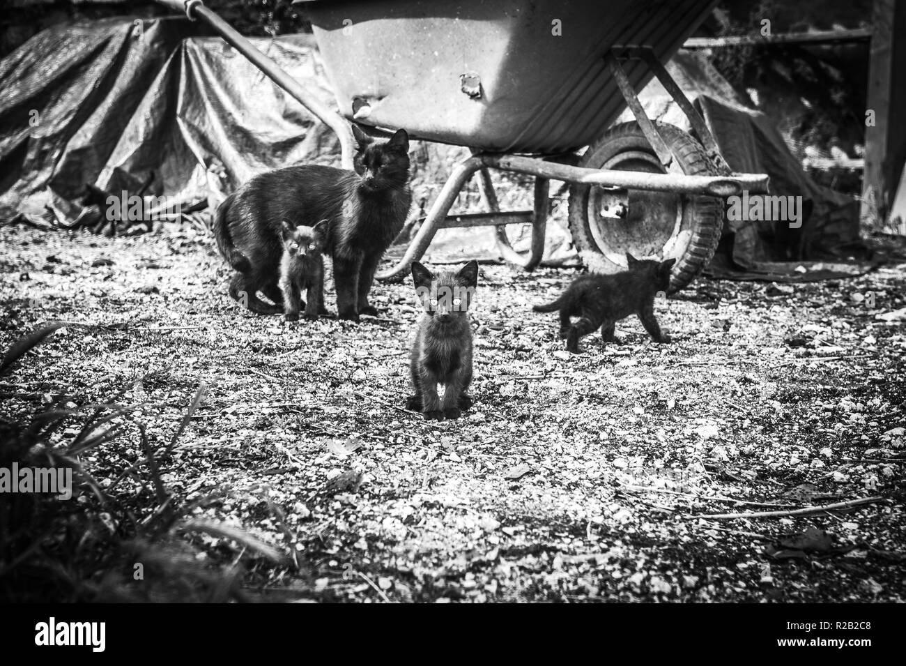 Chatons bénéficiant jouer à la ferme. Banque D'Images