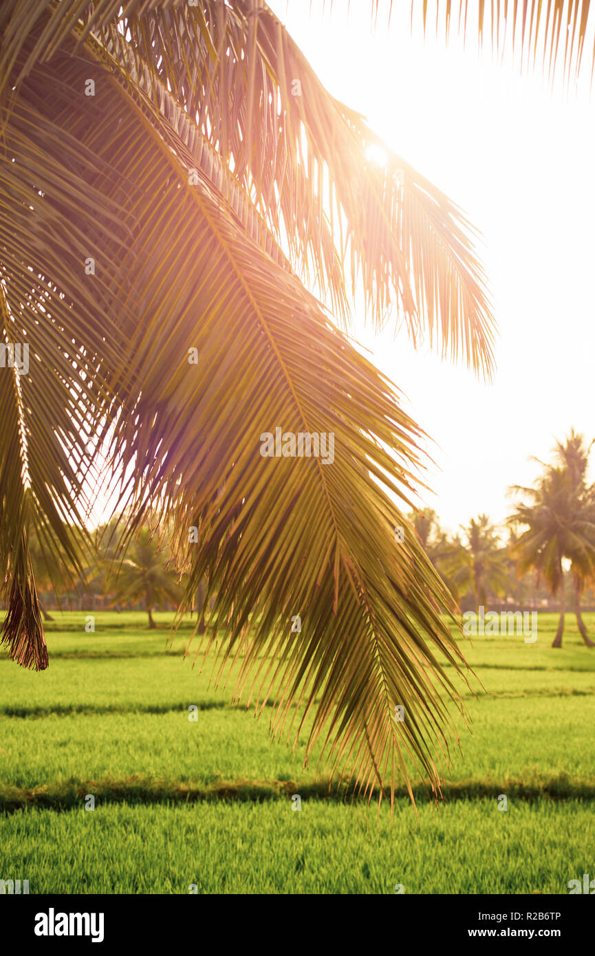 Vue rapprochée de certaines feuilles de palm est éclairé par un magnifique coucher de soleil. Banque D'Images