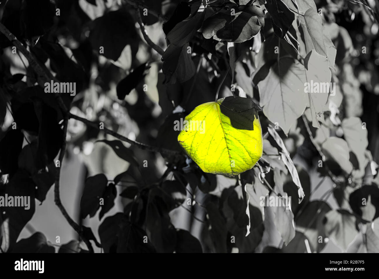 Photographie d'un groupe de feuilles avec l'utilisation de couleur sélective. Banque D'Images
