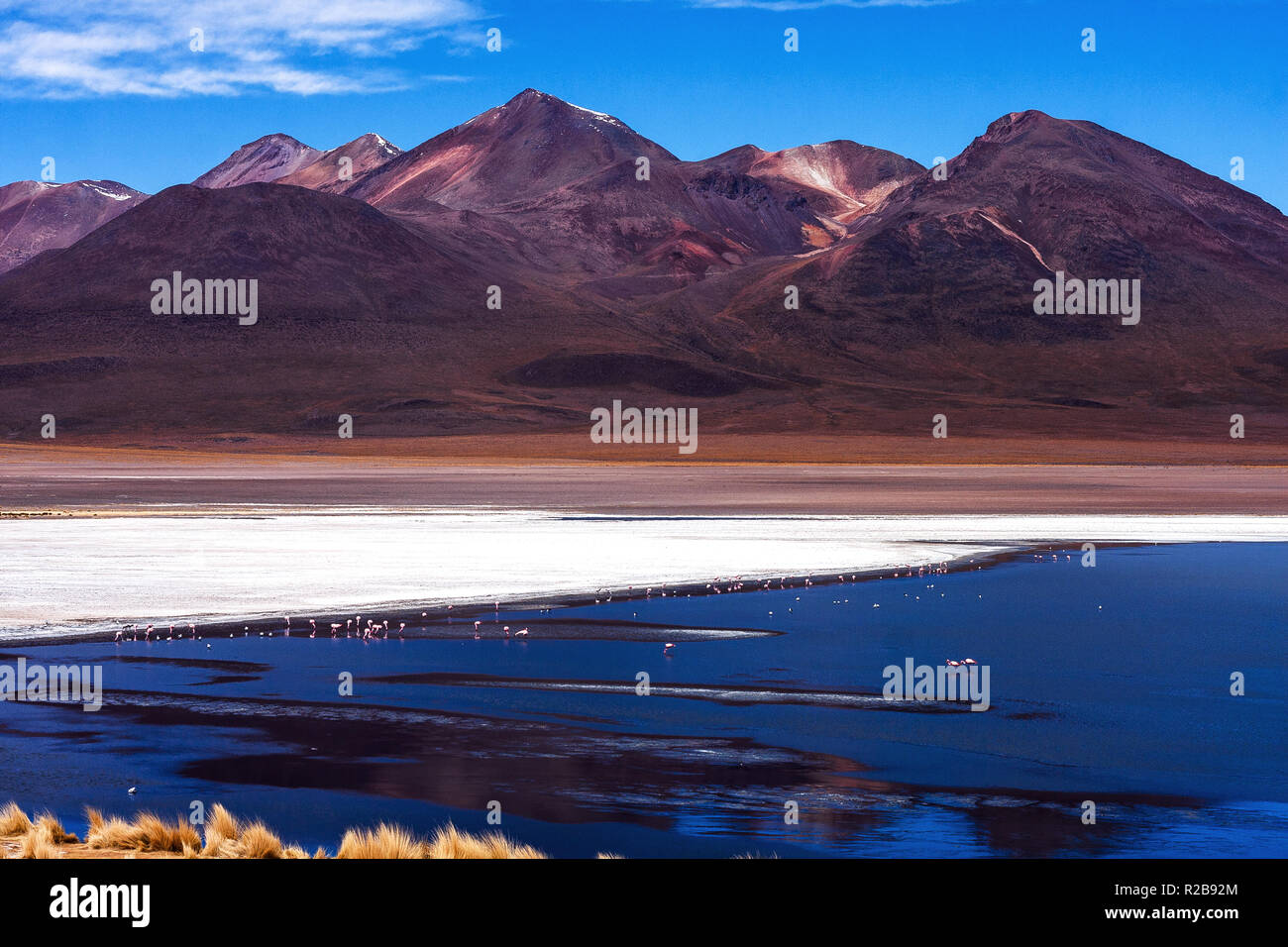 Paysage de lagune Cañapa (Laguna Canapa) avec des flamants roses, Boliviens Banque D'Images