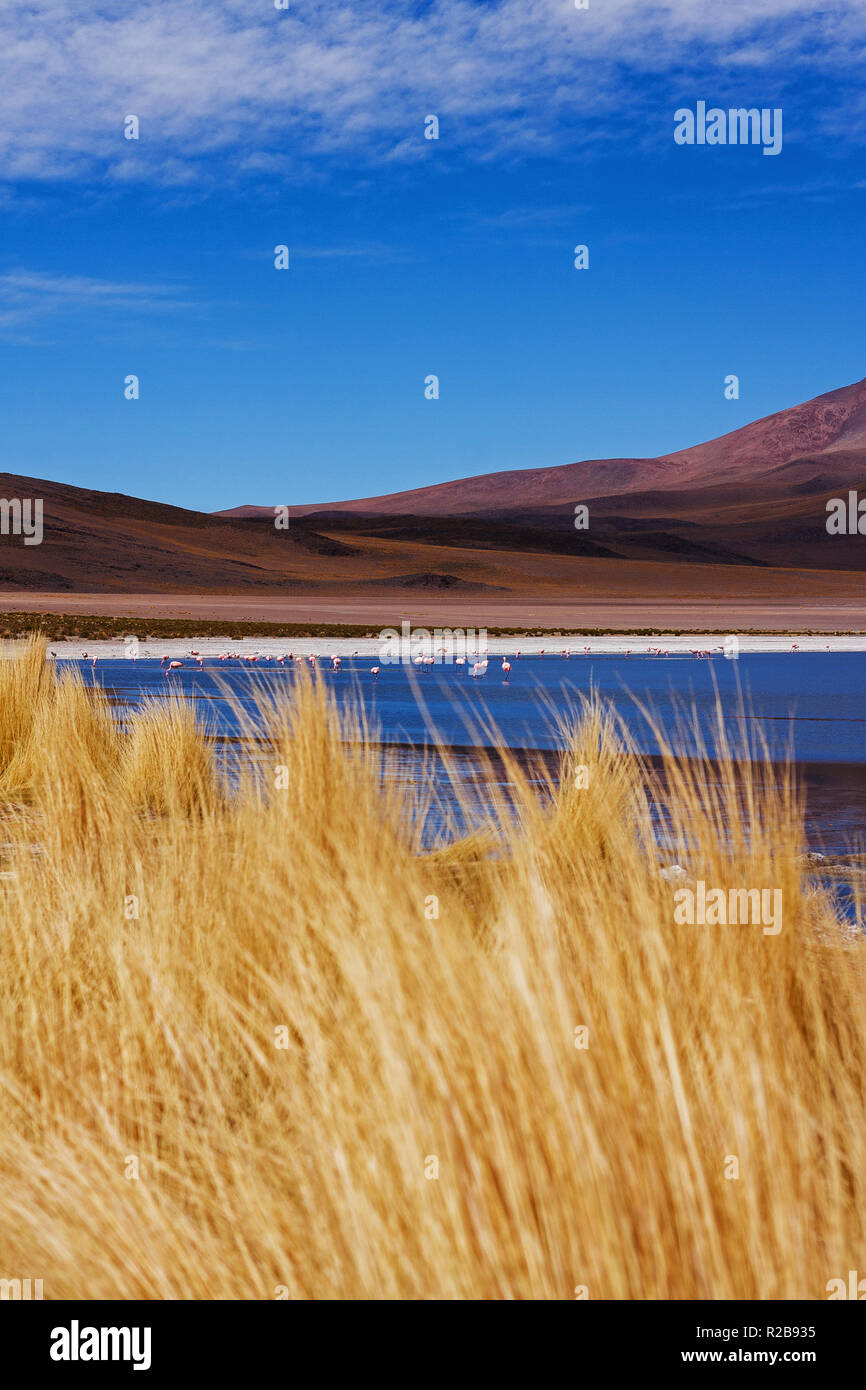 Paysage de lagune Cañapa (Laguna Canapa) avec des flamants roses, Boliviens Banque D'Images