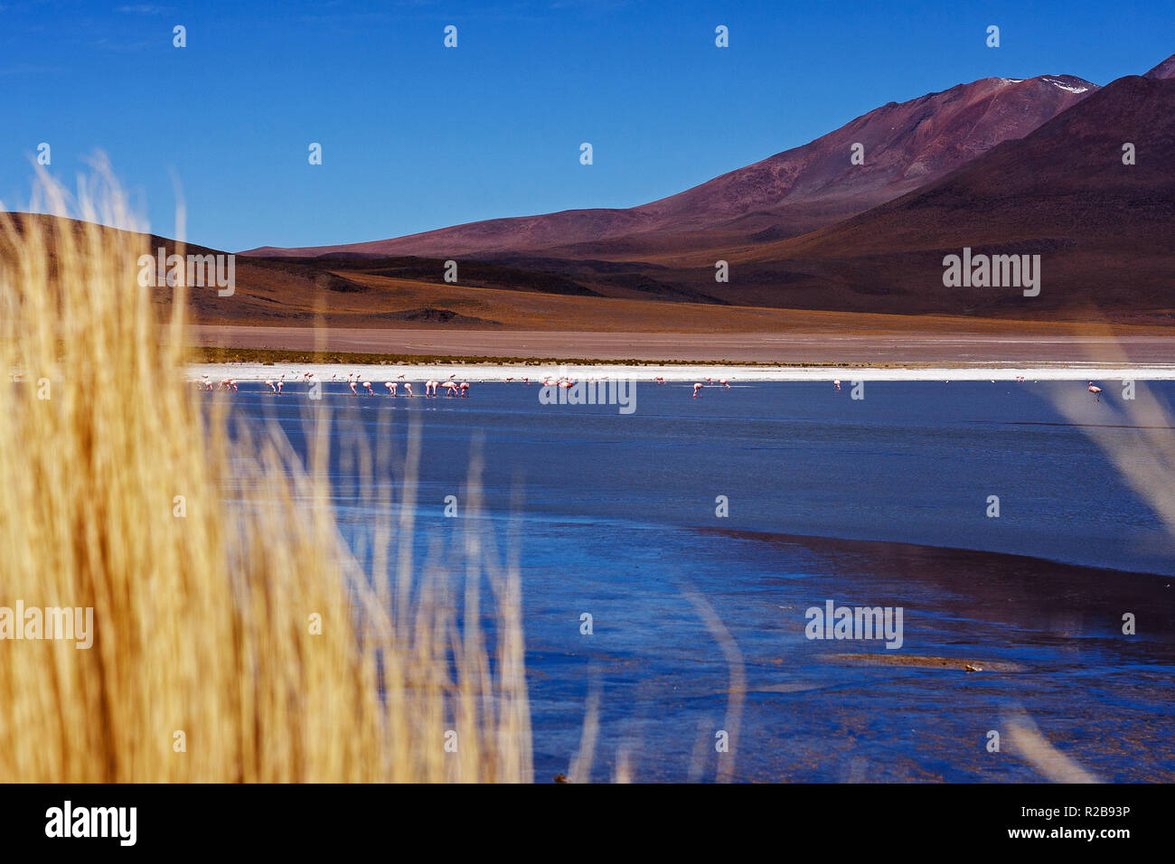 Paysage de lagune Cañapa (Laguna Canapa) avec des flamants roses, Boliviens Banque D'Images
