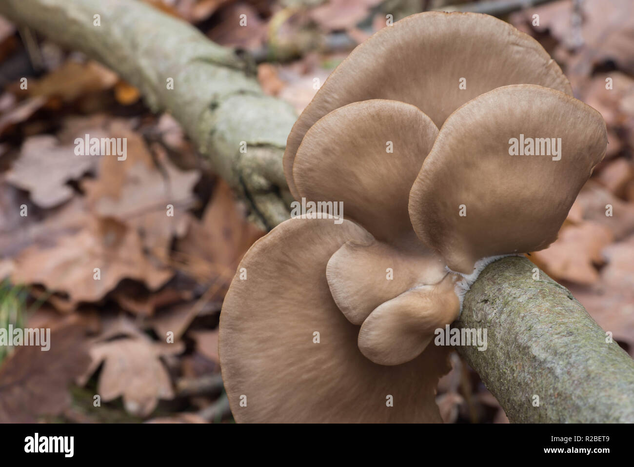 Pleurote (Pleurotus ostreatus) sur macro d'arbre selective focus Banque D'Images