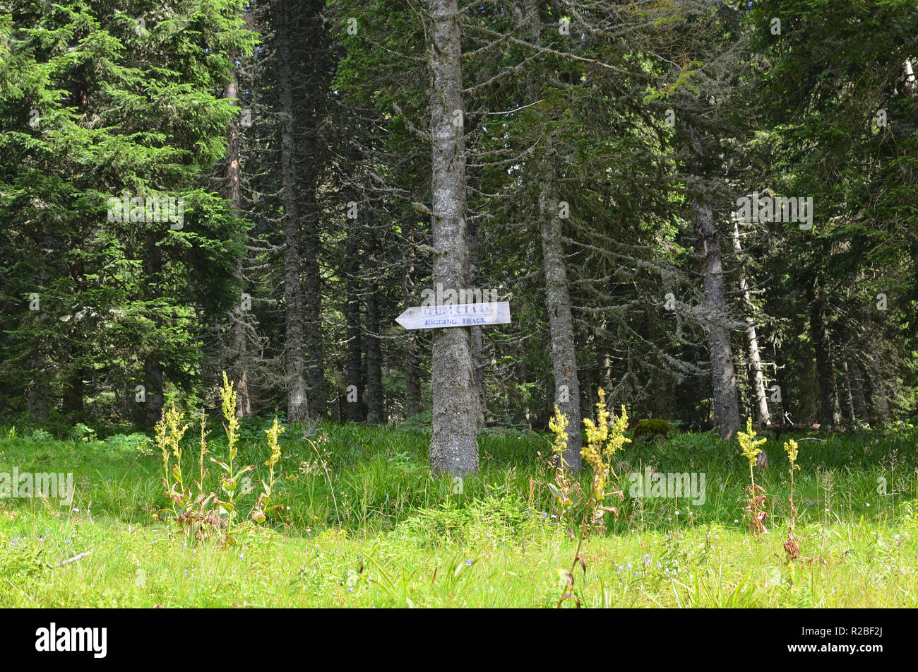 Inscrivez-vous à un arbre dans une forêt avec un texte en serbe écrit en alphabet cyrillique avec le sens 'Jogging' qui est également écrit Banque D'Images