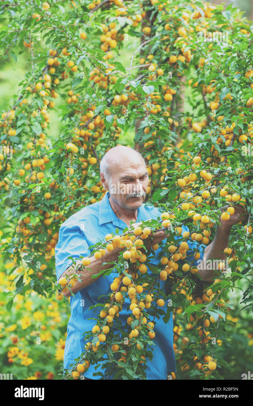 Vieil homme biologique la récolte de prunes jaunes dans le verger Banque D'Images