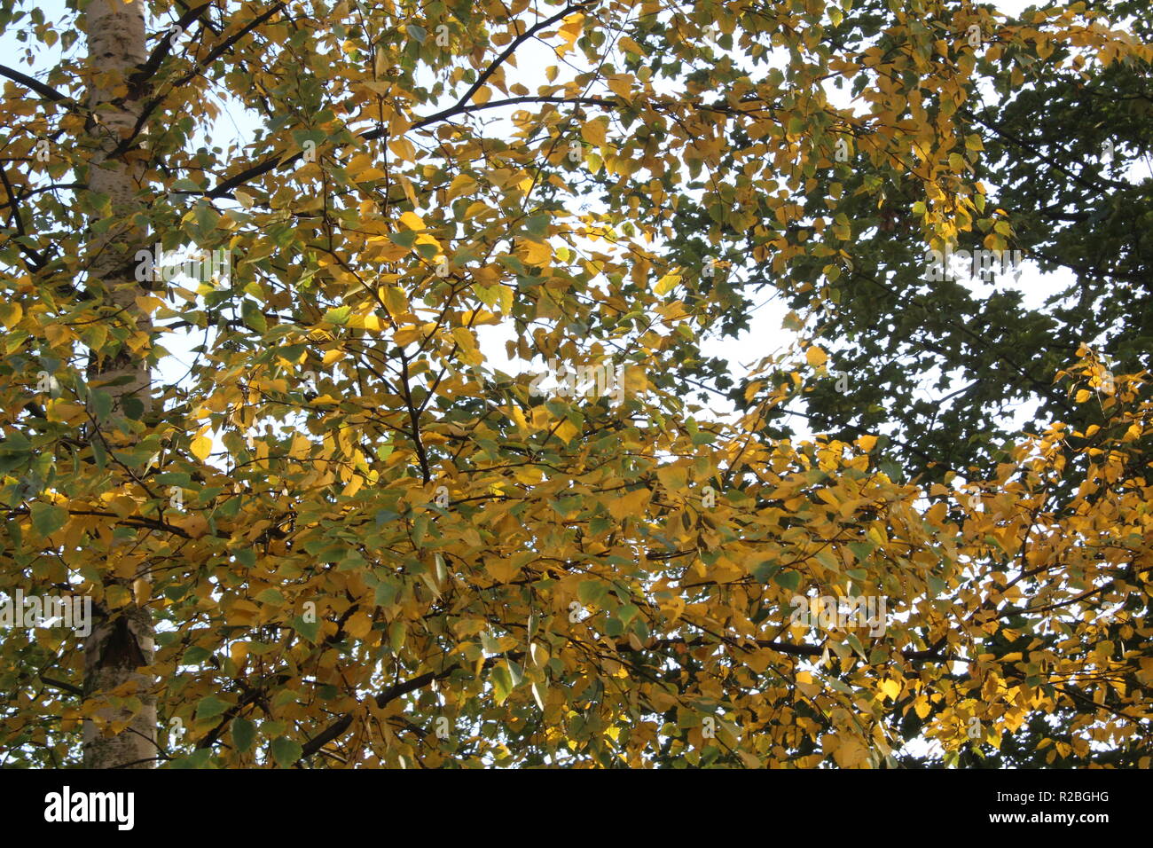 Vue à travers la canopée de la cime et les branches des arbres avec les rayons de soleil à travers la vapeur. Banque D'Images