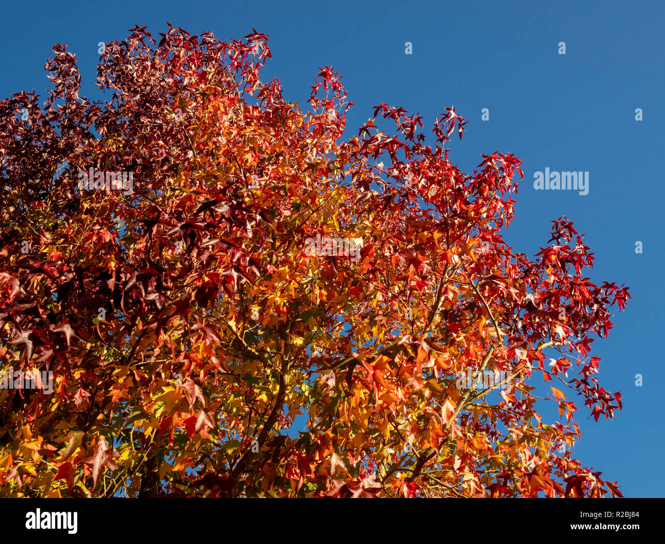 Des feuilles de couleur or sur l'arbre en automne Banque D'Images