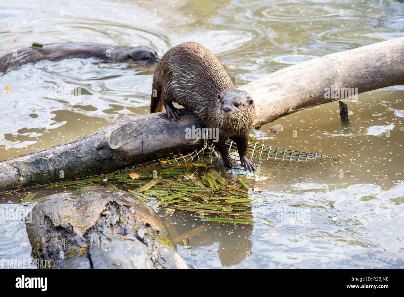 Des loutres (Asain griffus court otter) à WWT Washington Banque D'Images