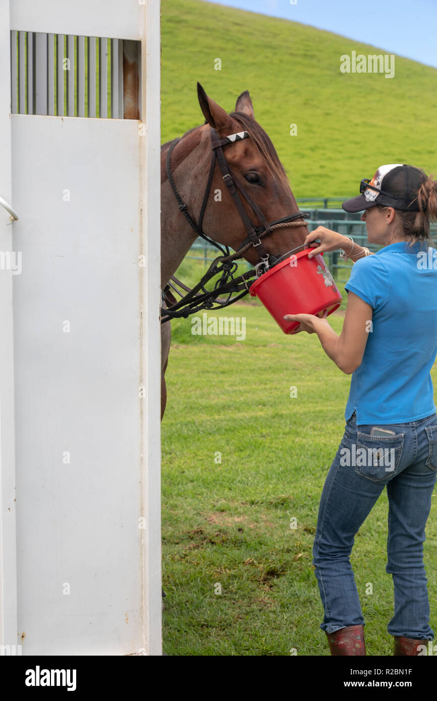 Waikii, New York - un polo pony obtient de l'eau avant un match au Mauna Kea Polo Club. Le club joue le dimanche après-midi sur les pentes de l'état dormant volca Banque D'Images