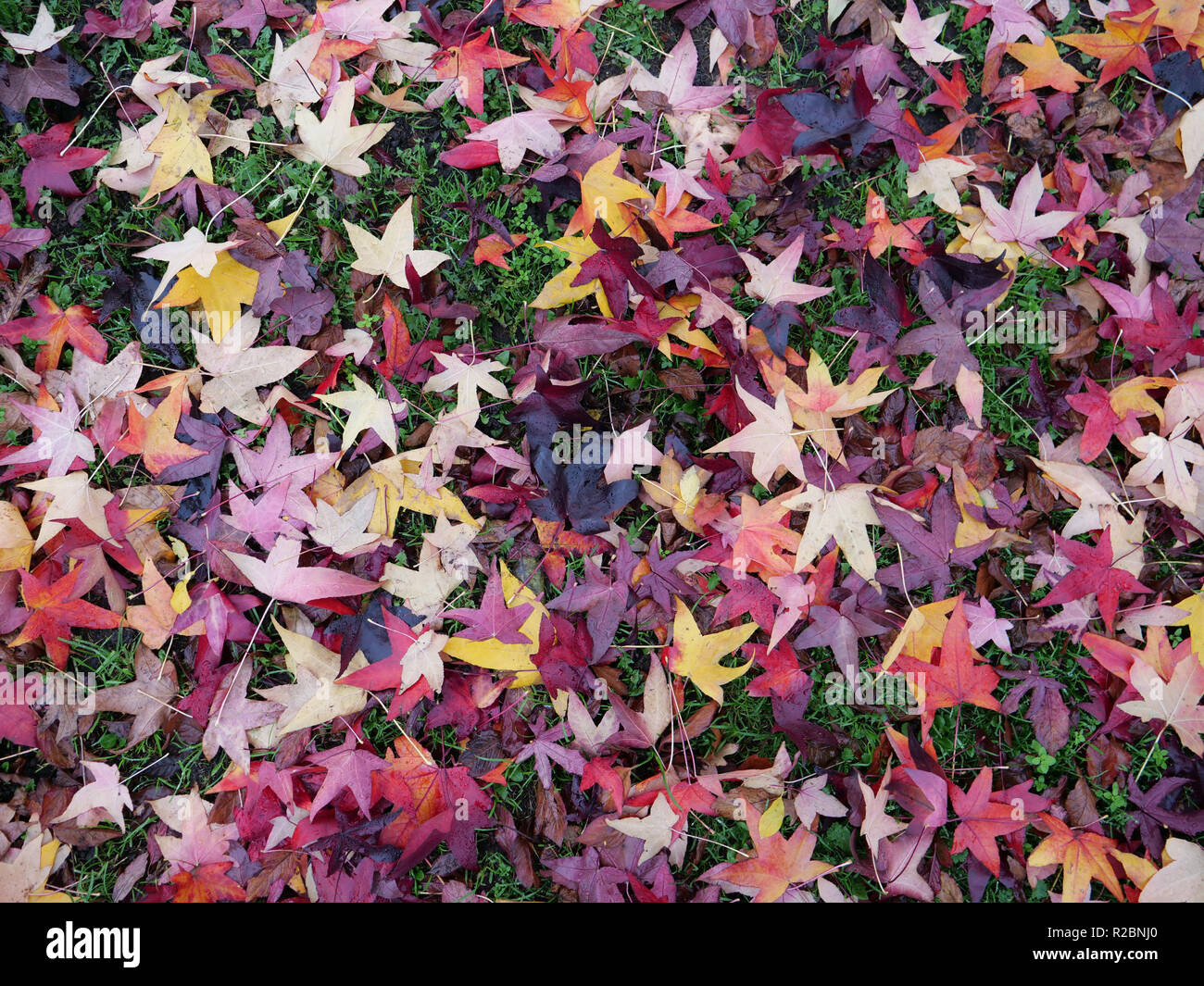 Feuilles mortes offrant des couleurs de saison en novembre dans les jardins, les parcs et le long des rues et des espaces publics. Londres, Royaume-Uni. Banque D'Images