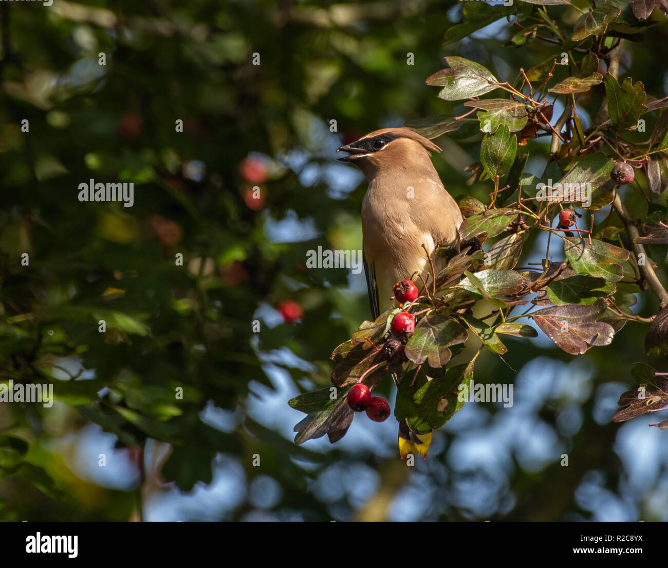 Un Jaseur d'Amérique (Bombycilla cedrorum) perché dans un arbre avec des fruits rouges de l'Aubépine Banque D'Images