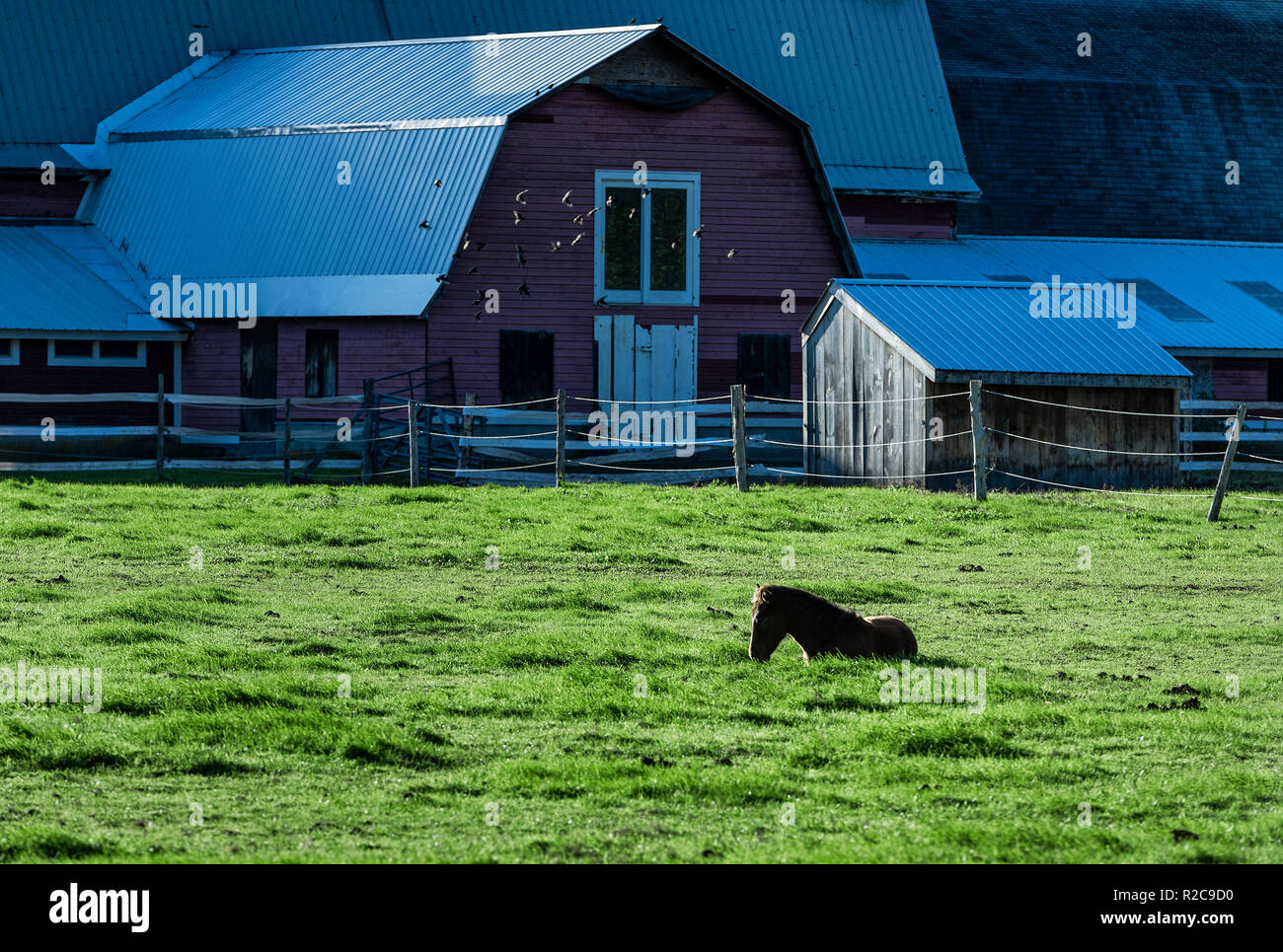 L'étendant dans un pâturage, Vermont, USA. Banque D'Images