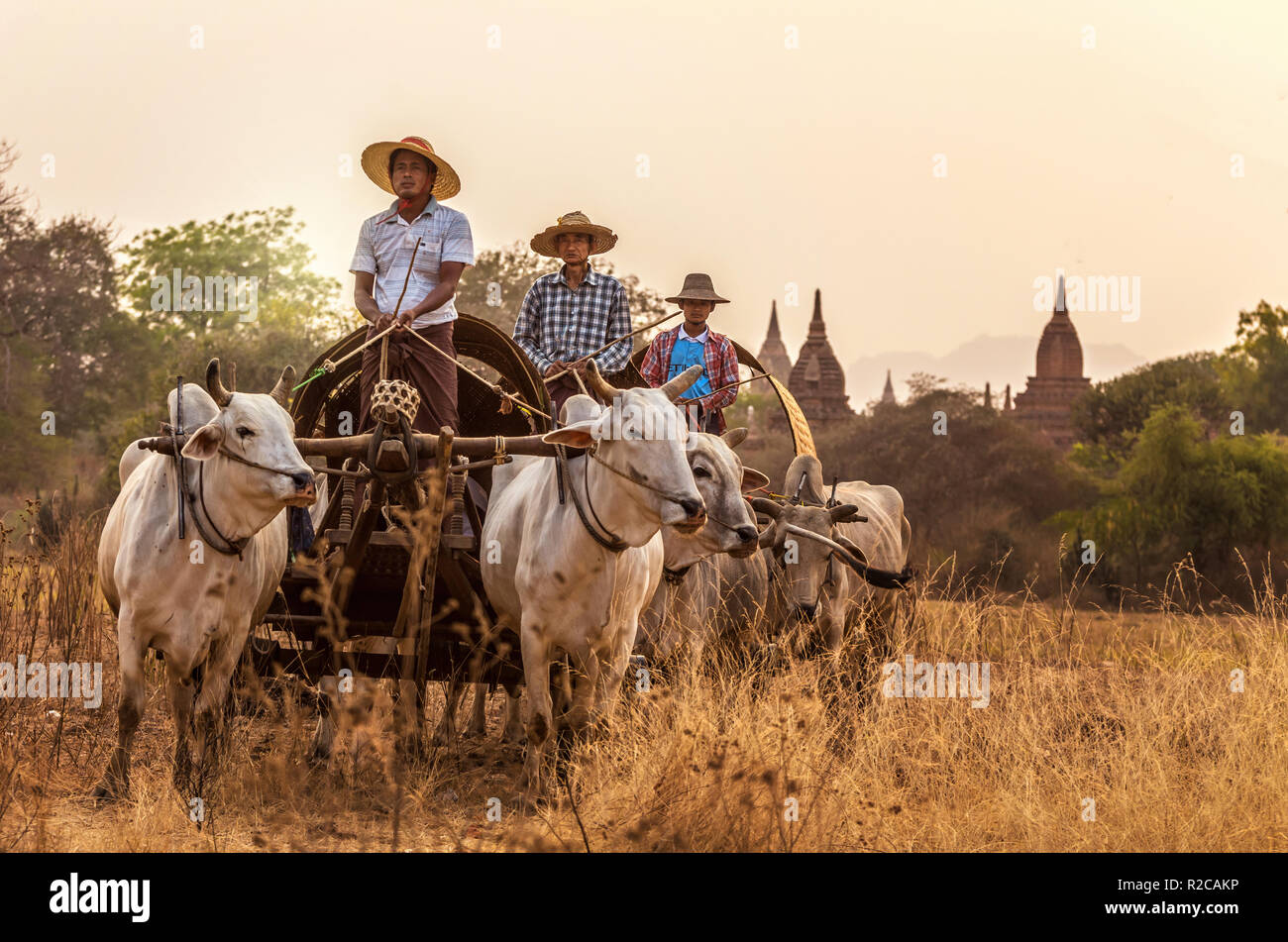 L'arrière du transport rural birman avec deux bœufs tirant charrette sur route poussiéreuse sur le champ arrière-plan, les pagodes de Bagan Myanmar (Birmanie) Banque D'Images