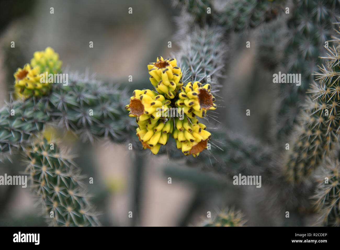 Une belle avec un cactus fleurs jaune Banque D'Images