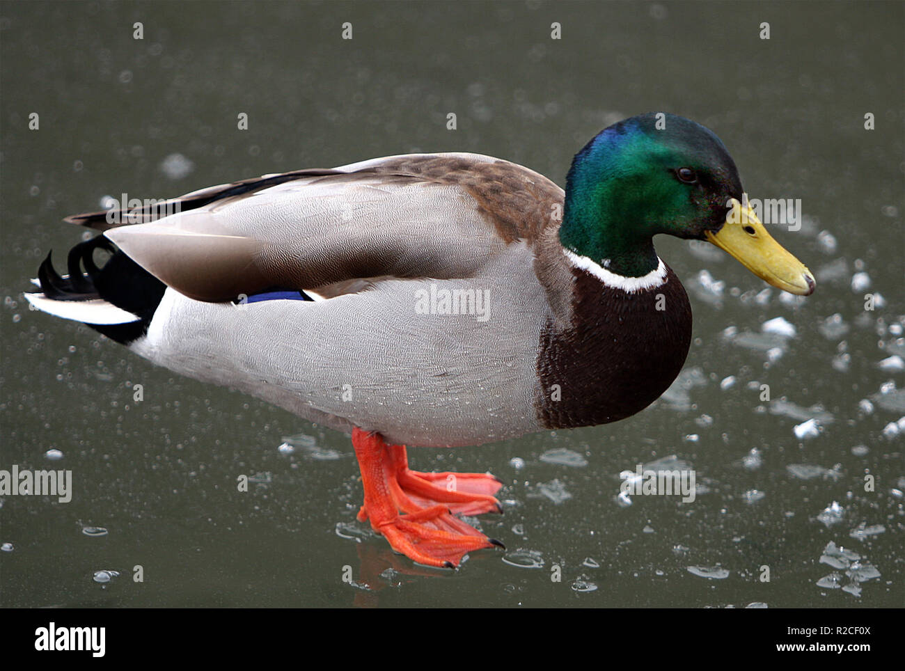 canard sur glace Banque D'Images