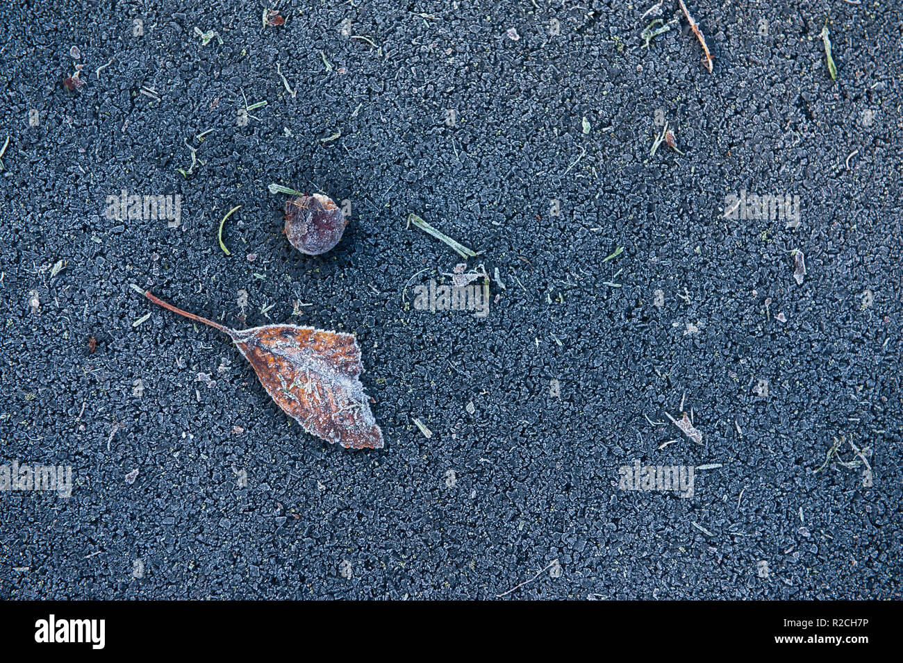 Feuilles givrées, d'herbes et de Berry sur frosty tarmac dans le Wiltshire, Royaume-Uni. Banque D'Images