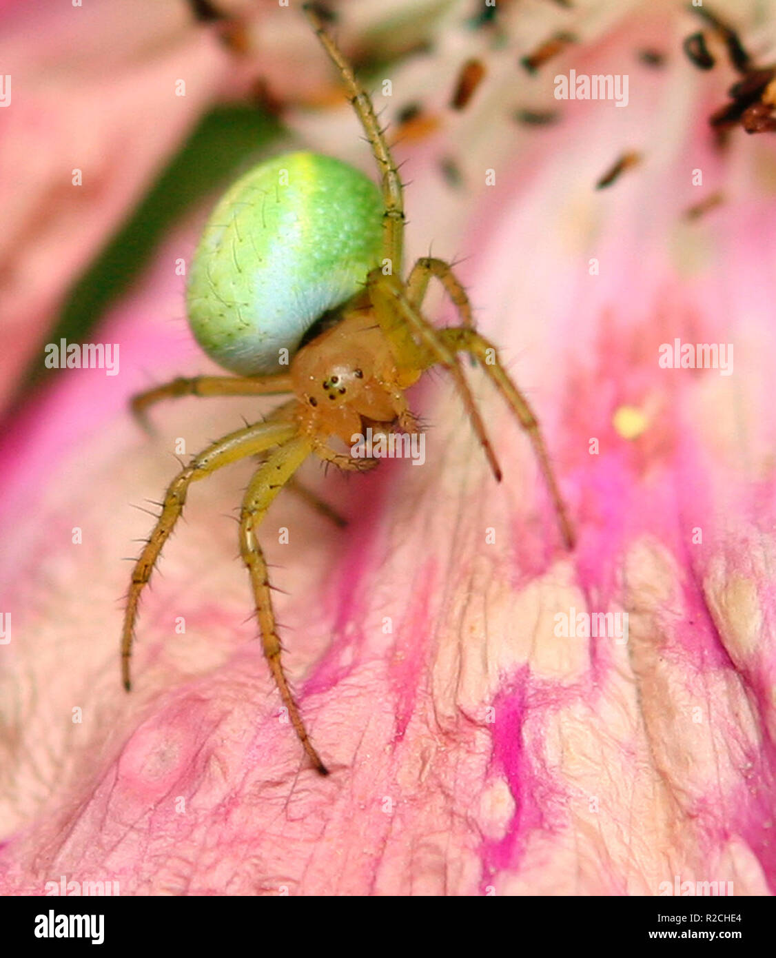 Sur spider rosenblatt Banque D'Images