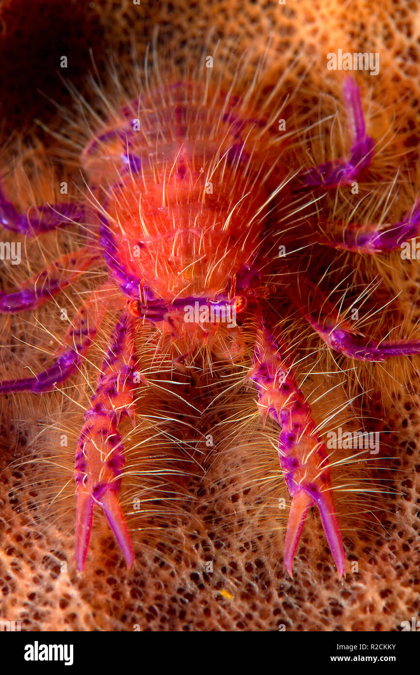 L'accroupissement velu (homard Lauriea siagiani) vit d'éponges Xestospongia (), le Parc National de Komodo, Indonésie, Komodo, Banque D'Images