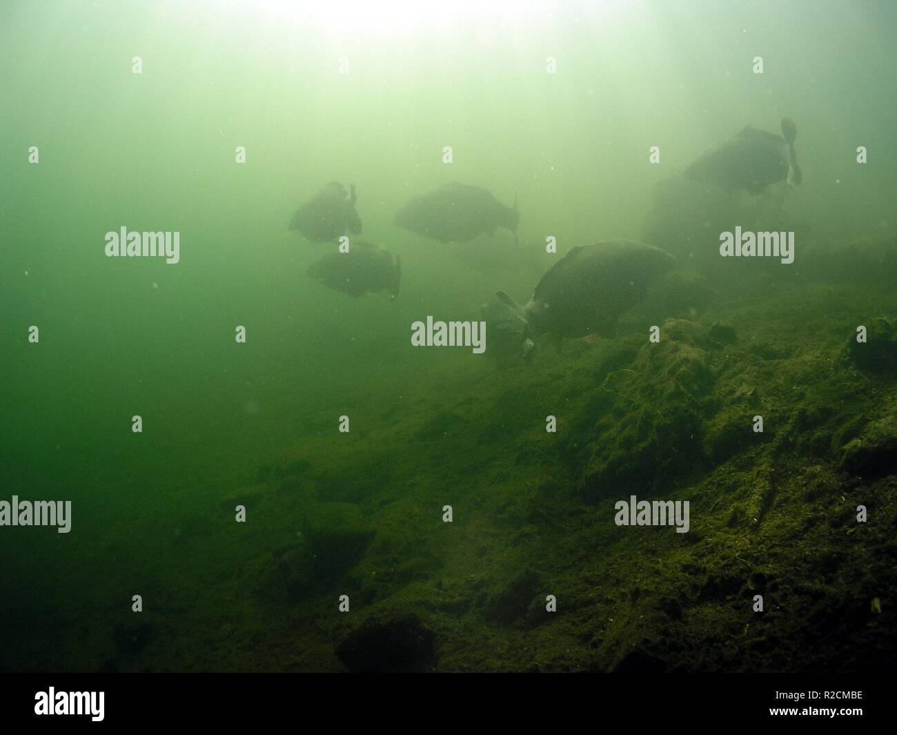 Carpe dans la brume du matin Banque D'Images