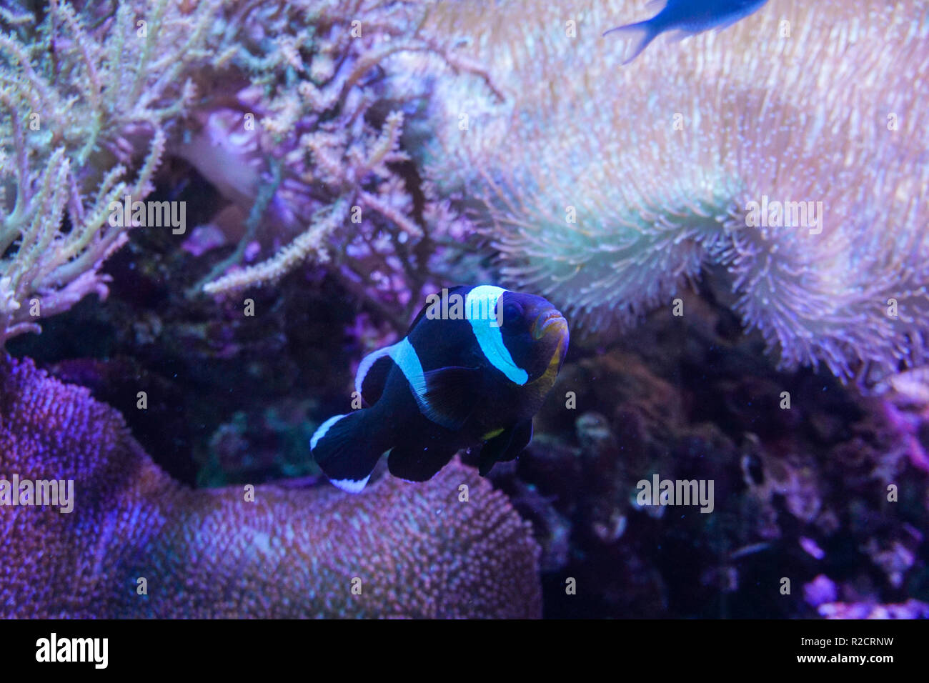 Poisson clown noir et blanc avec l'anémone de mer L'aquarium de récif à lumière sombre Banque D'Images