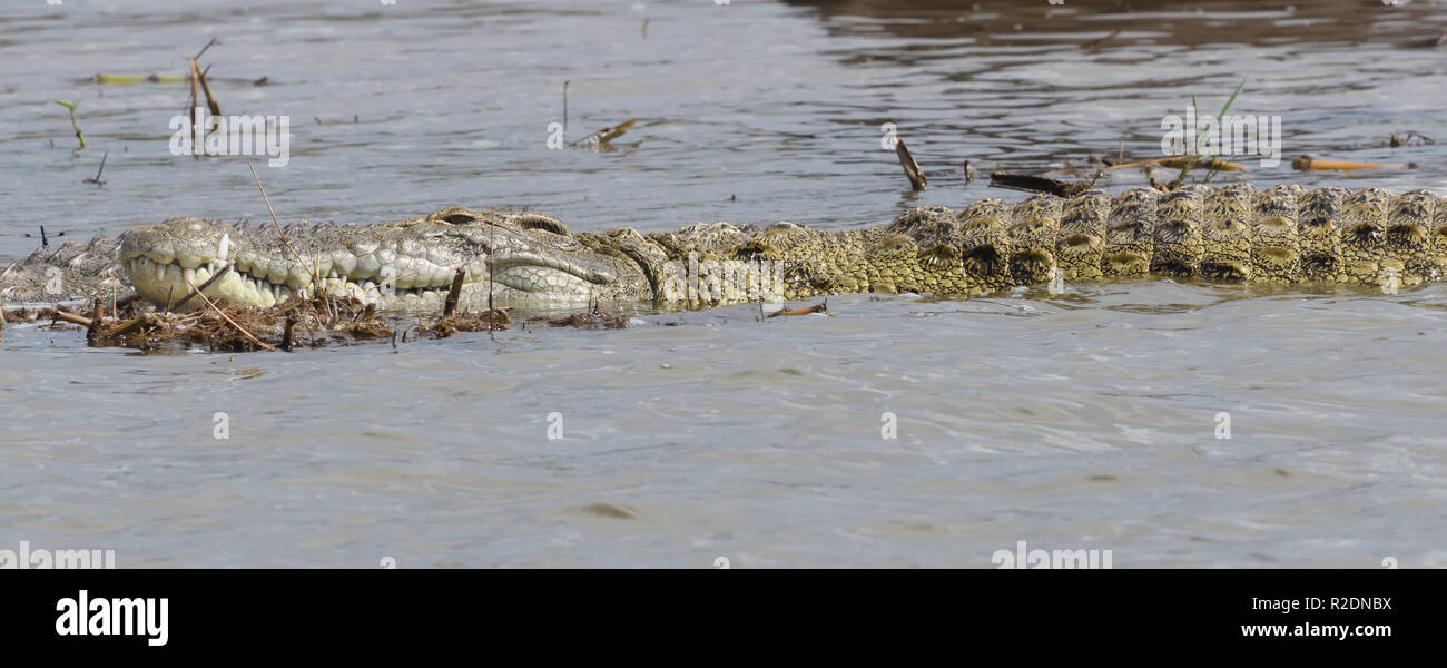 Un crocodile du Nil (Crocodylus niloticus) repose dans l'eau peu profonde au bord de la Canal Kazinga entre le lac George et le lac Edward. Reine Eliz Banque D'Images