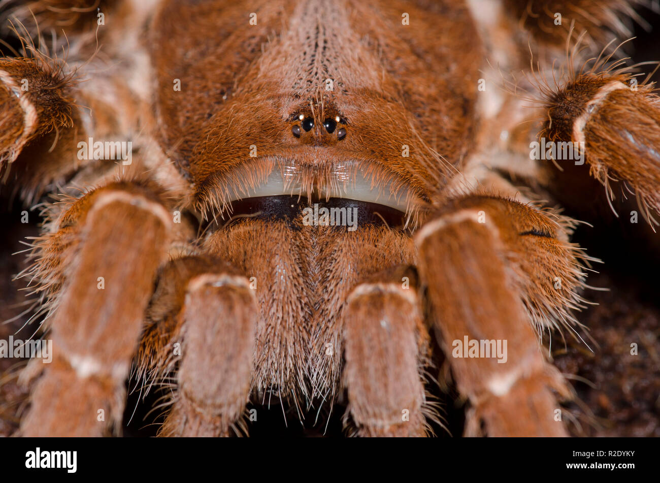 Le roi babouin, Pelinobius muticus, conditions contrôlées Banque D'Images
