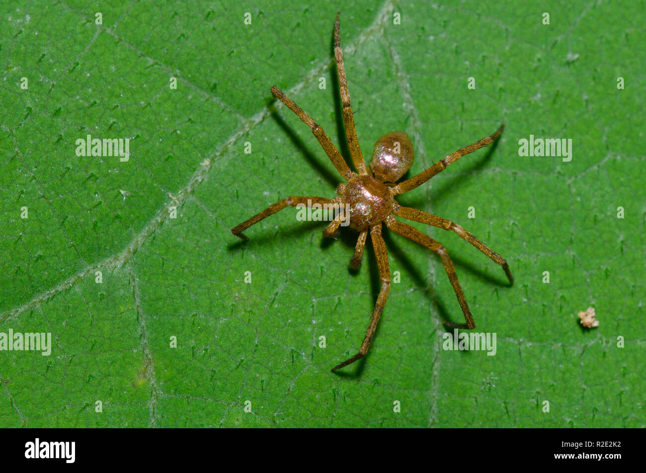 Araignée Crabe métallique, Philodromus marxi, homme Banque D'Images