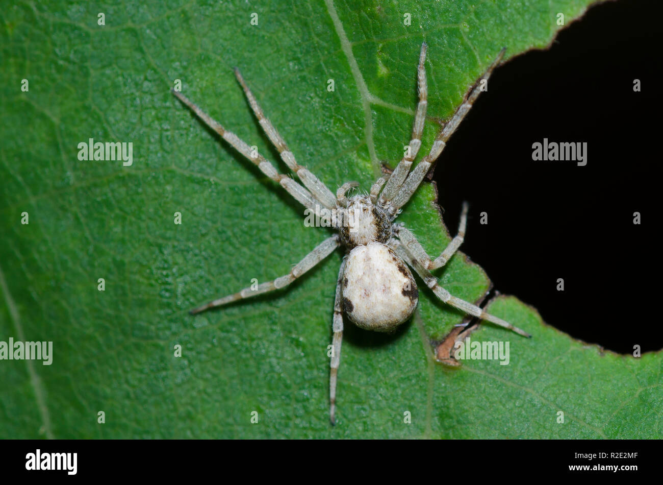 Araignée Crabe métallique, Philodromus marxi, femme Banque D'Images