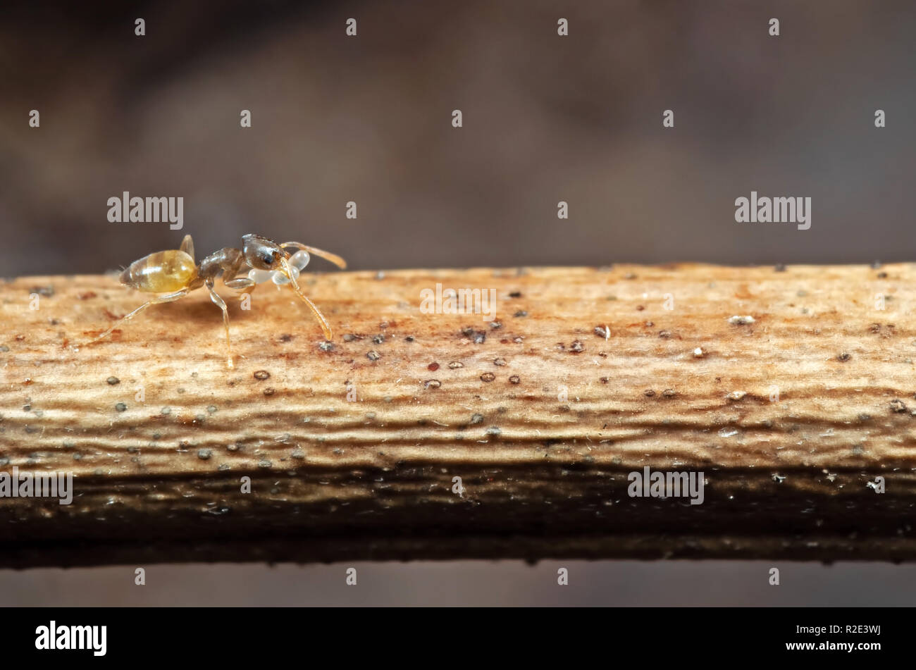 La macro photographie de minuscules nymphes et transport Ant s'exécutant sur Stick Banque D'Images