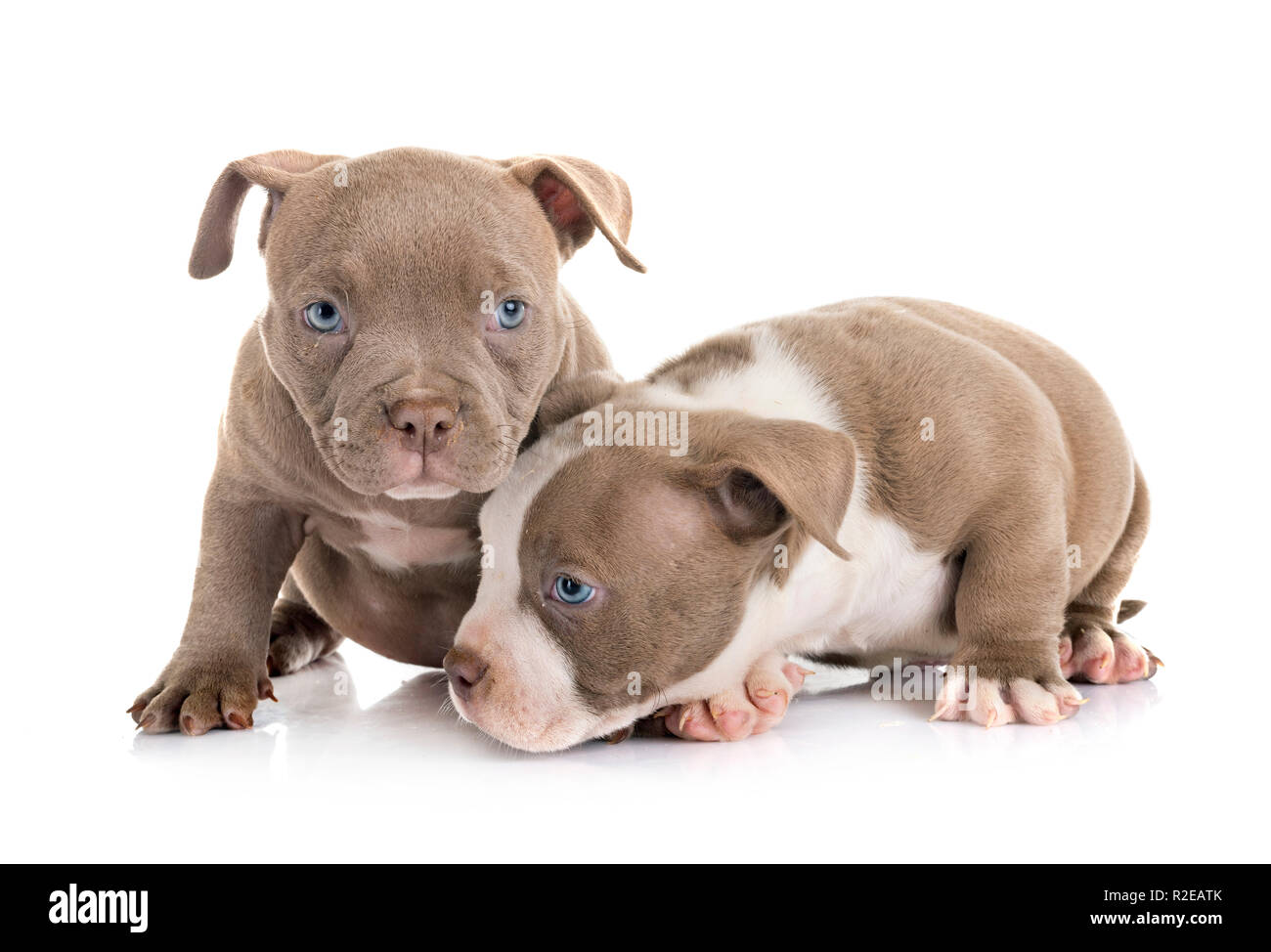 Chiots American Bully In Front Of White Background Photo Stock Alamy