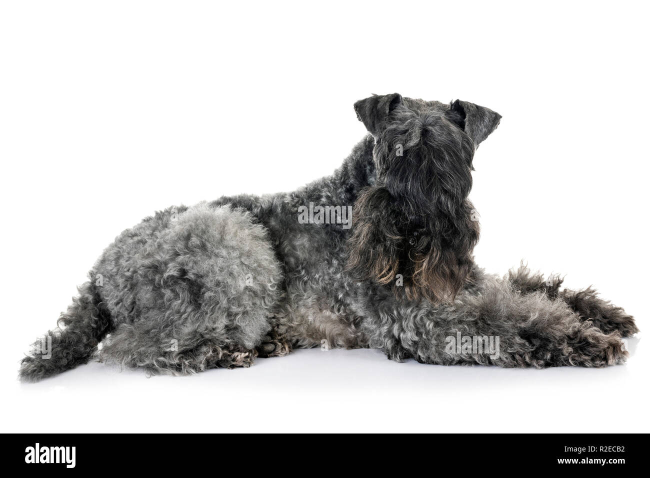 Terrier Kerry Blue in front of white background Banque D'Images