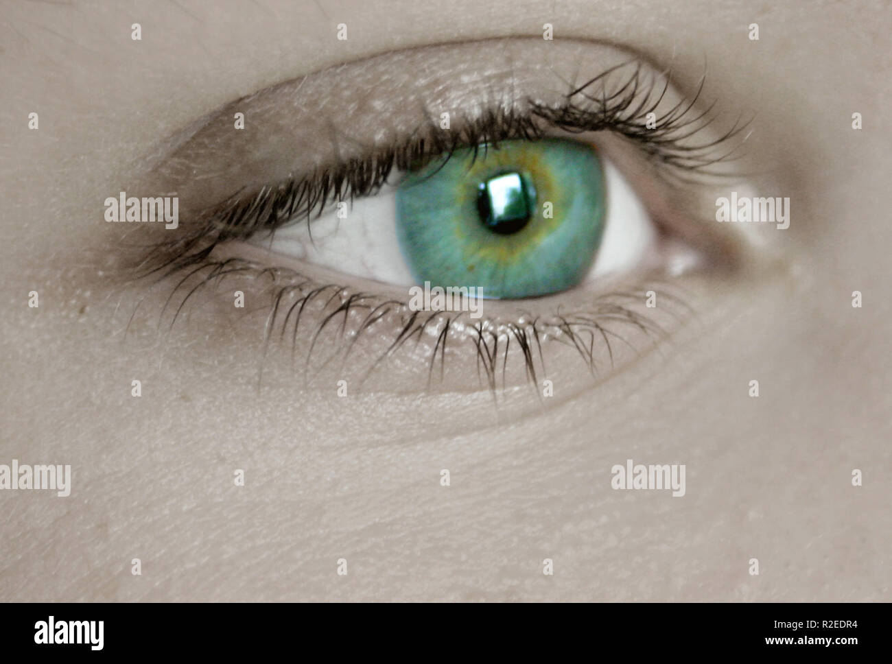 oeil vert Banque D'Images