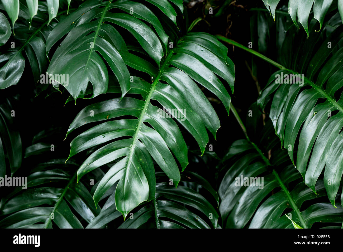 Profonde forêt tropicale plante verte feuilles feuilles jungle humide