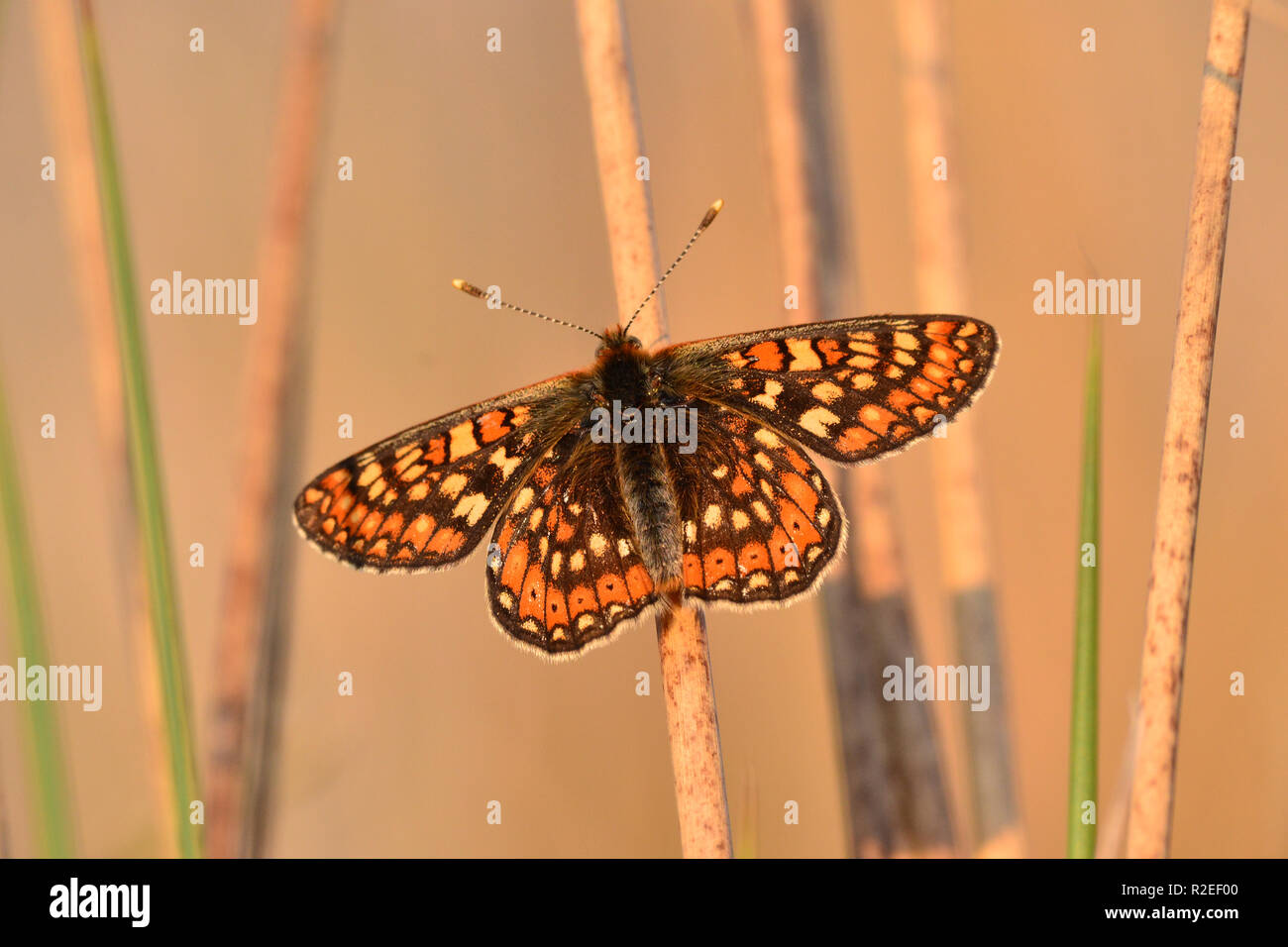 Marsh fritillary butterfly au repos avec des ailes ouvertes, Brebey commun, Cornwall, UK Banque D'Images