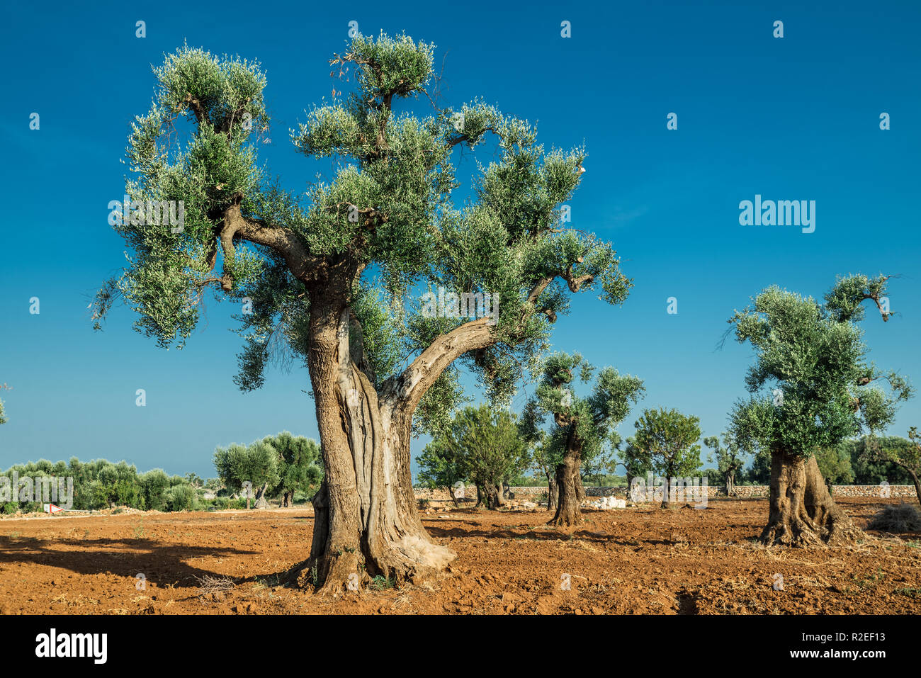 Plantation olive méditerranéenne avec un vieil olivier au premier plan. Banque D'Images