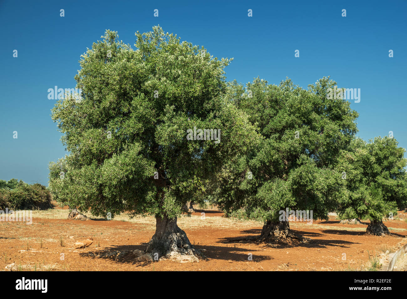 Plantation olive méditerranéenne avec un vieil olivier au premier plan. Banque D'Images
