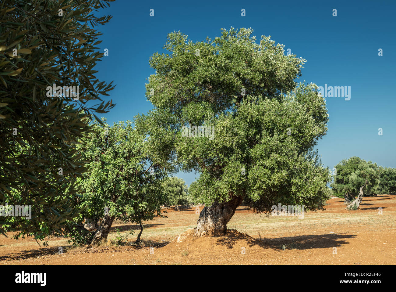 Plantation olive méditerranéenne avec un vieil olivier au premier plan. Banque D'Images