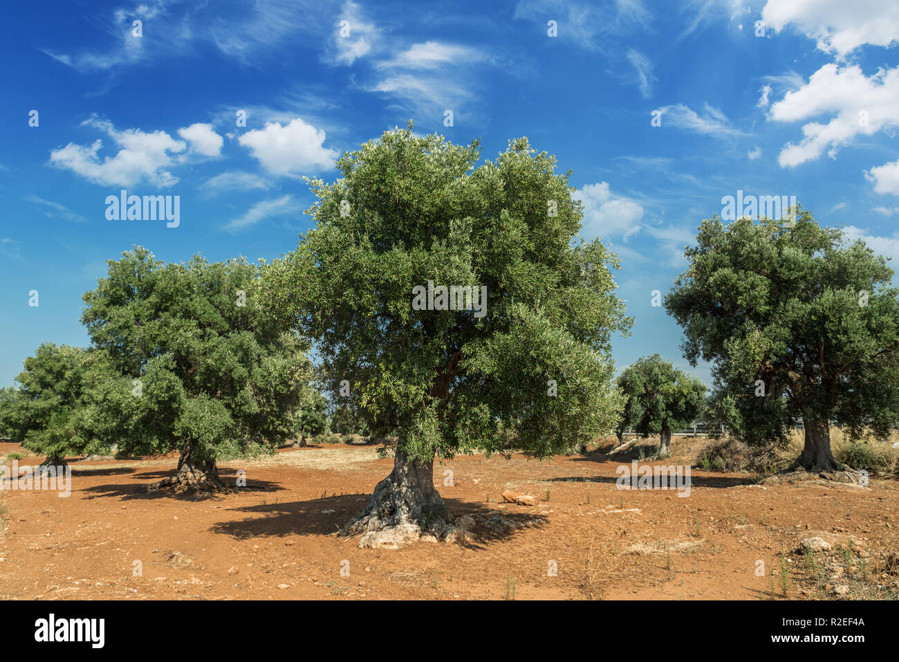 Plantation olive méditerranéenne avec un vieil olivier au premier plan. Banque D'Images