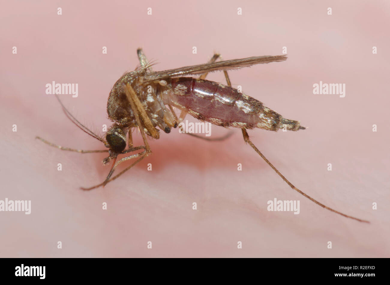 Moustique, Culicidae Famille, femme de mordre la peau humaine et devenir gorgées de sang Banque D'Images