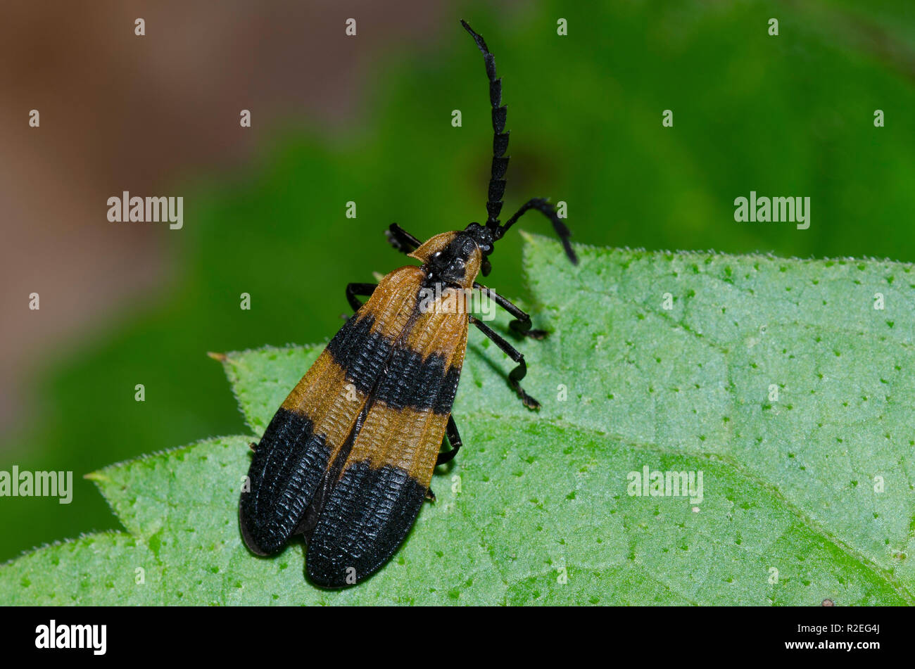 Net-winged Beetle, Calopteron sp. Banque D'Images