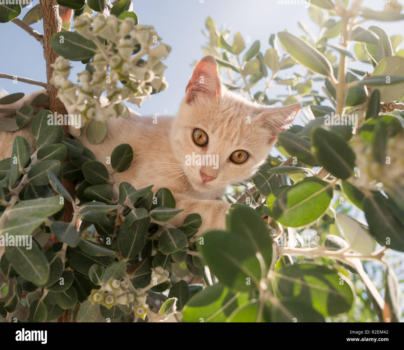 Jeune chat mignon chaton avec couche de couleur crème, escalade curieusement et ludique dans un arbre d'Eucalyptus, à la recherche à travers les feuilles, de la mer Égée, Grèce Banque D'Images