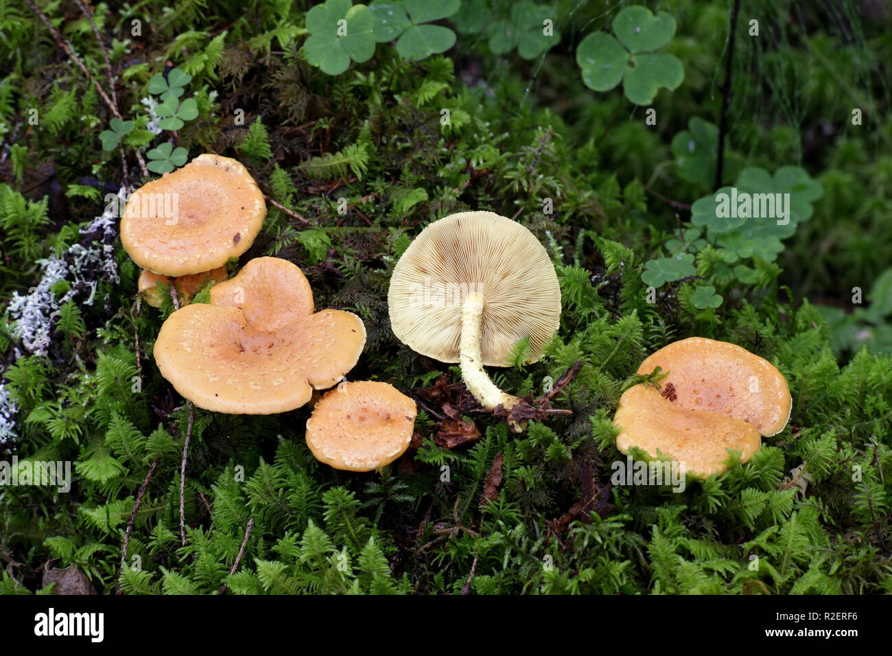 Pholiota flammans, communément connu sous le nom de yellow pholiota, the flaming Pholiota, ou scalecap la flamme Banque D'Images