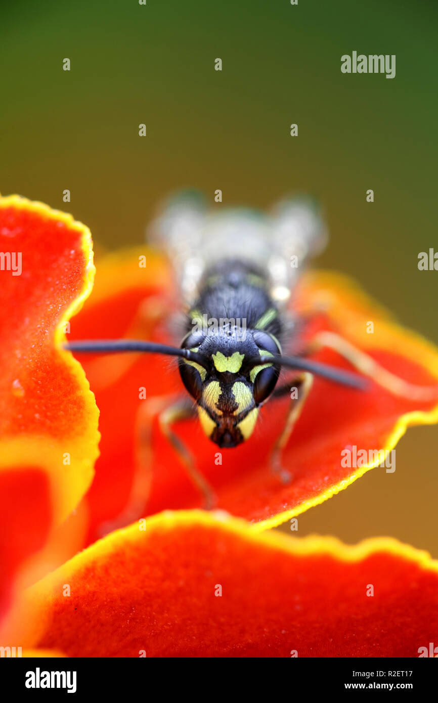 Jaune commun-veste ou d'une guêpe Vespula Vulgaris, Européenne Banque D'Images