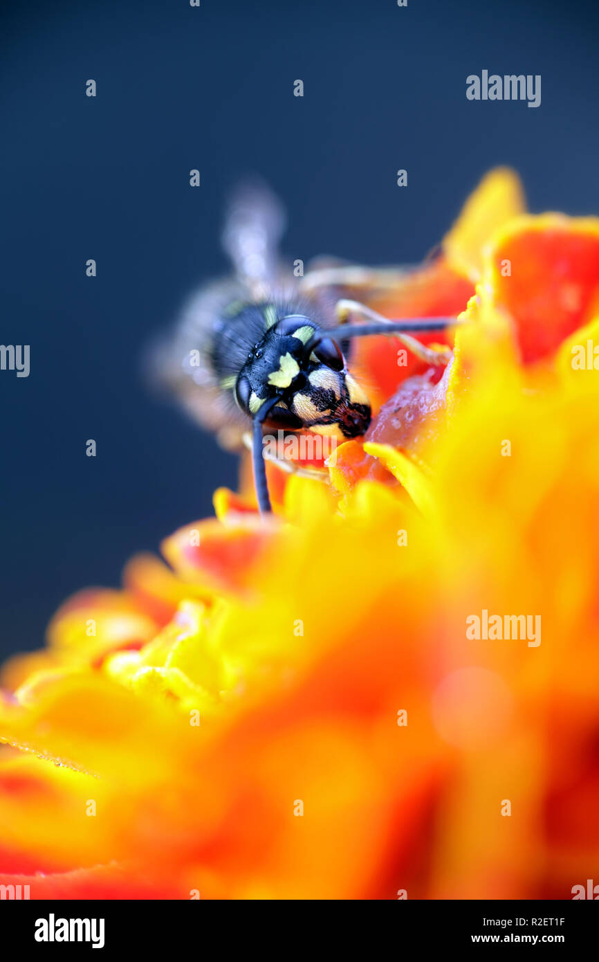 Jaune commun-veste ou d'une guêpe Vespula Vulgaris, Européenne Banque D'Images