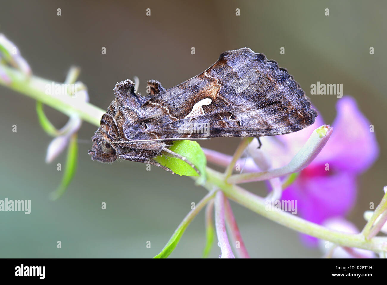 L'argent y pêcher, Autographa gamma, les principaux ravageurs agricoles Banque D'Images