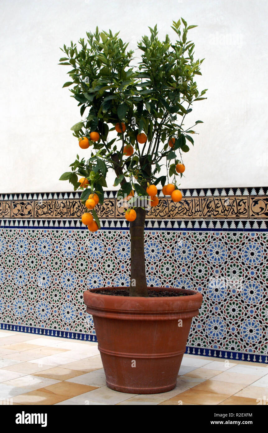 arbre d’oranges Banque D'Images