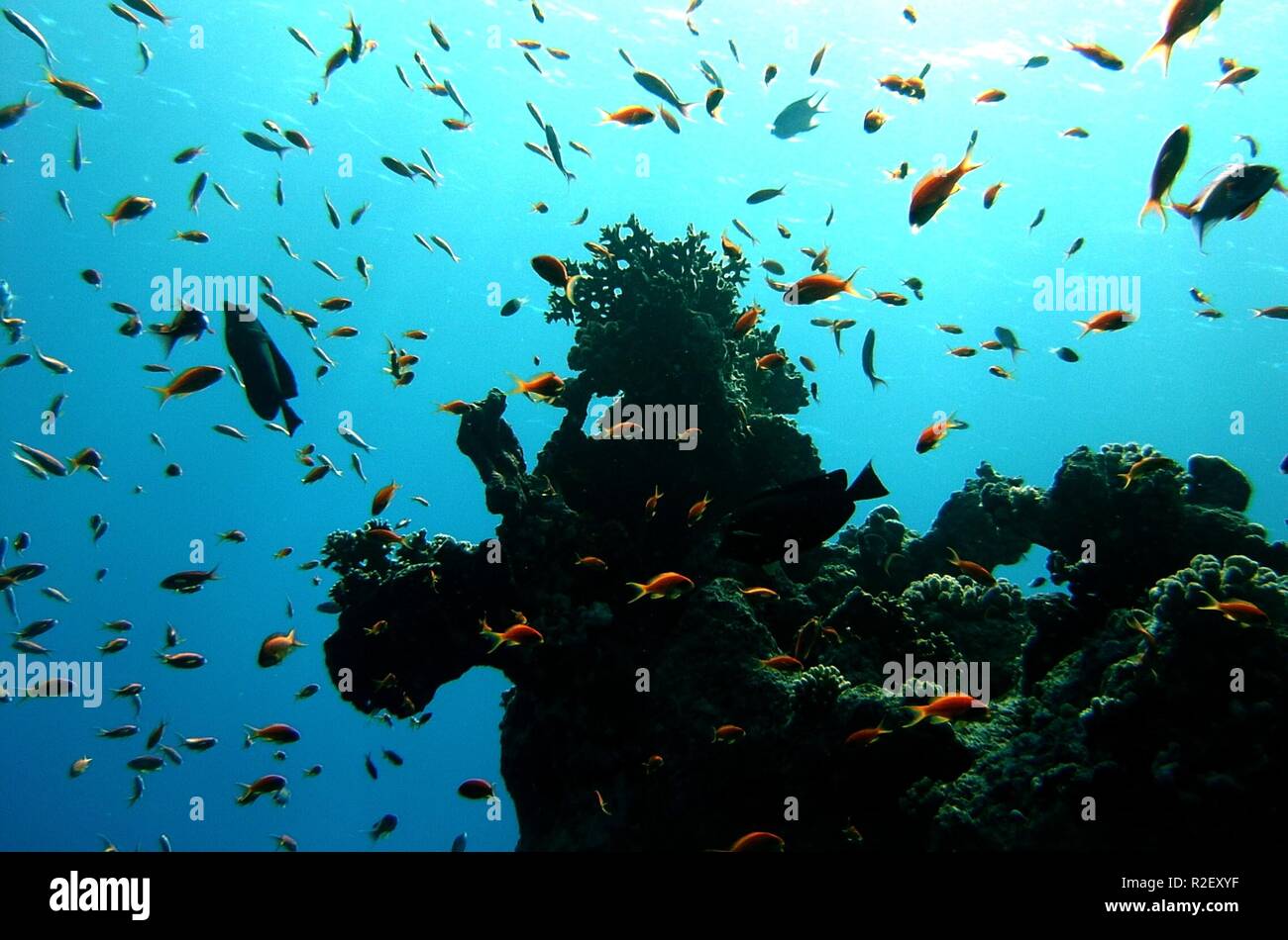 Regarder les poissons Banque D'Images