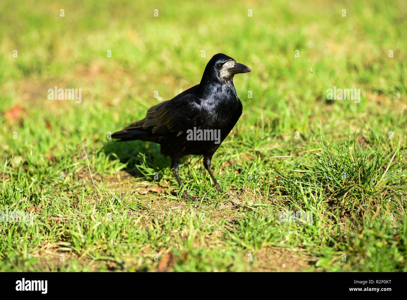 Crow sur l'herbe. Banque D'Images