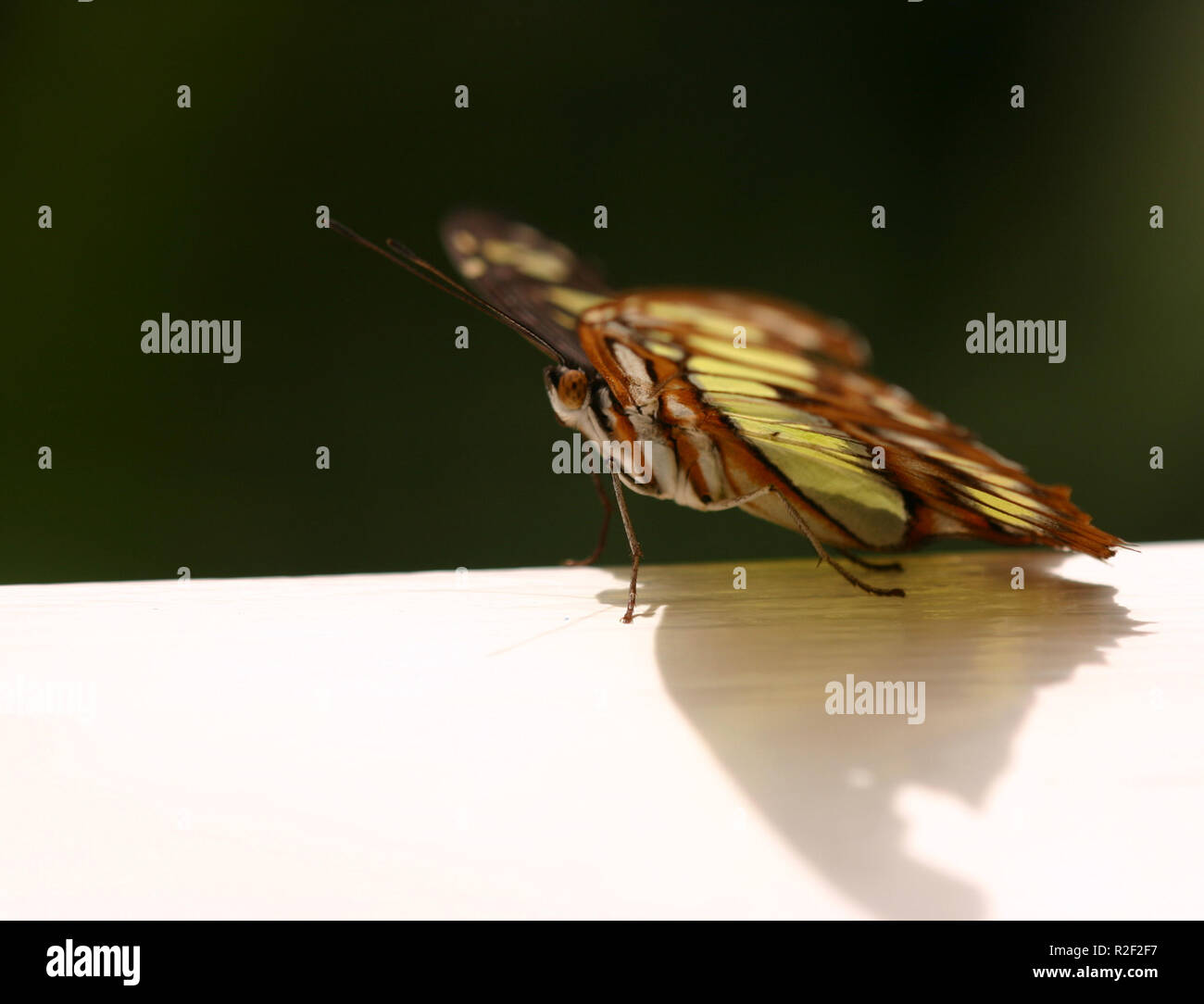 Position de départ Banque D'Images